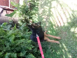 3-6 months Female Purebred German Shepherd
