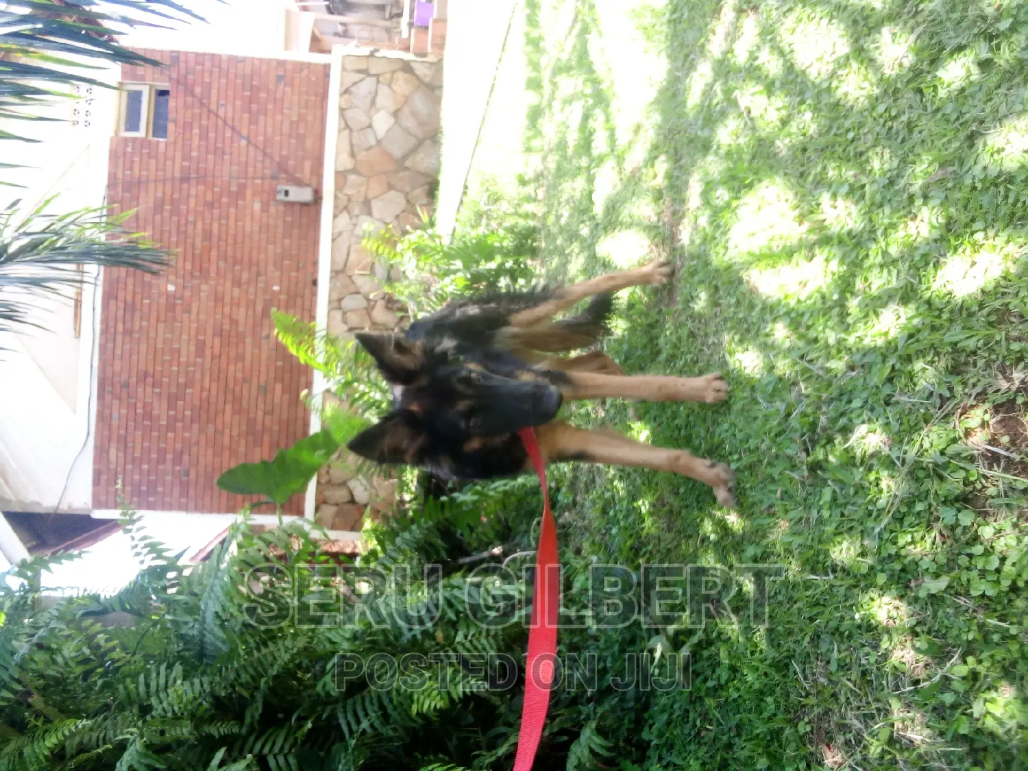 3-6 months Male Purebred German Shepherd