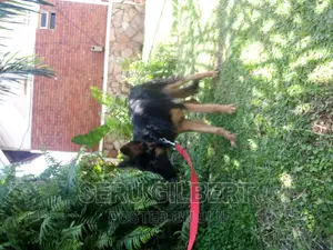 6-12 months Male Purebred German Shepherd