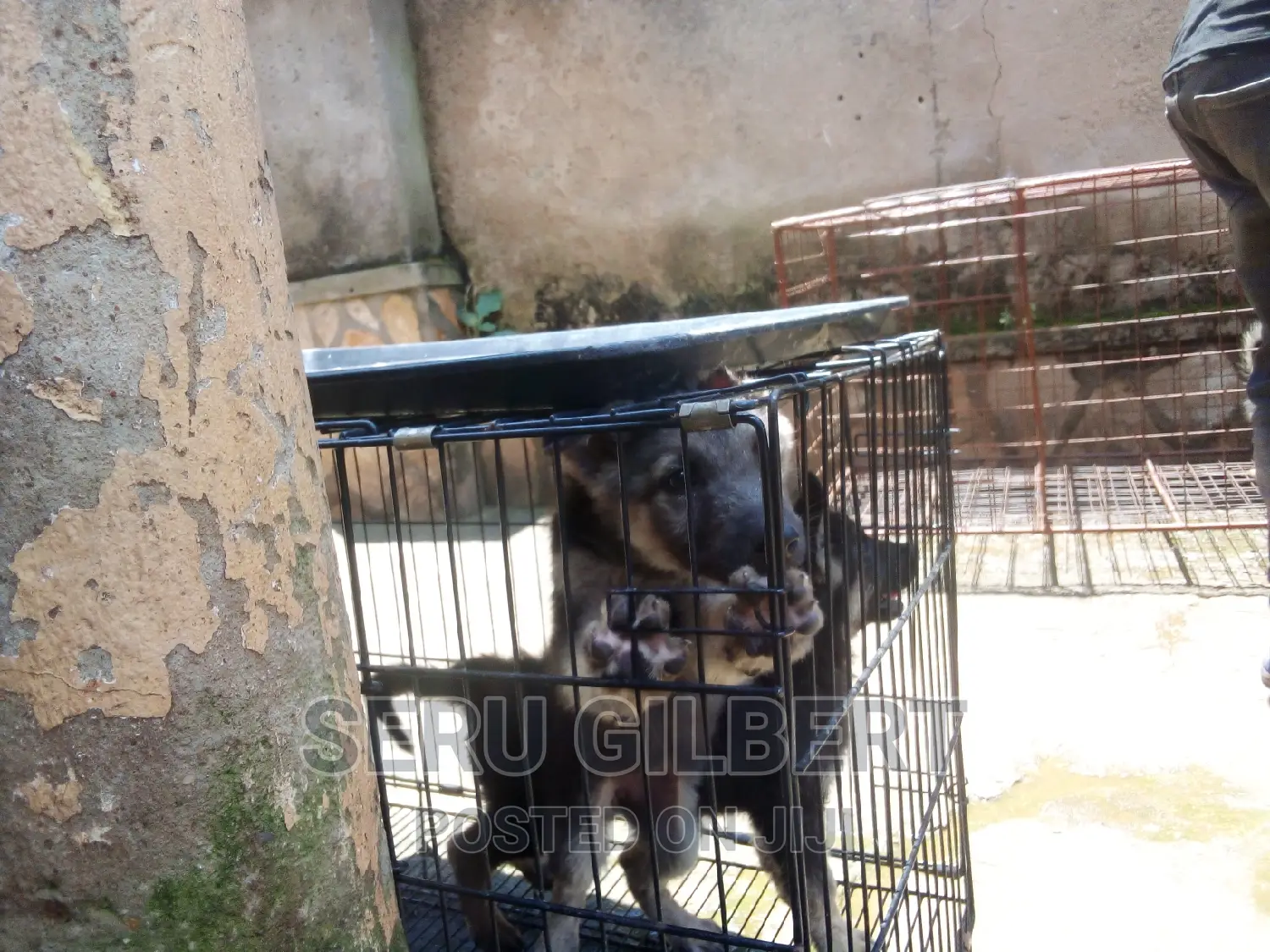 3-6 months Male Purebred German Shepherd
