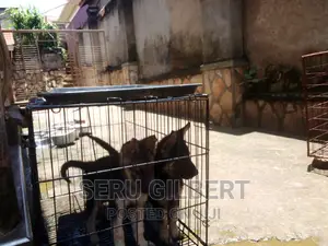 1-3 months Male Purebred German Shepherd