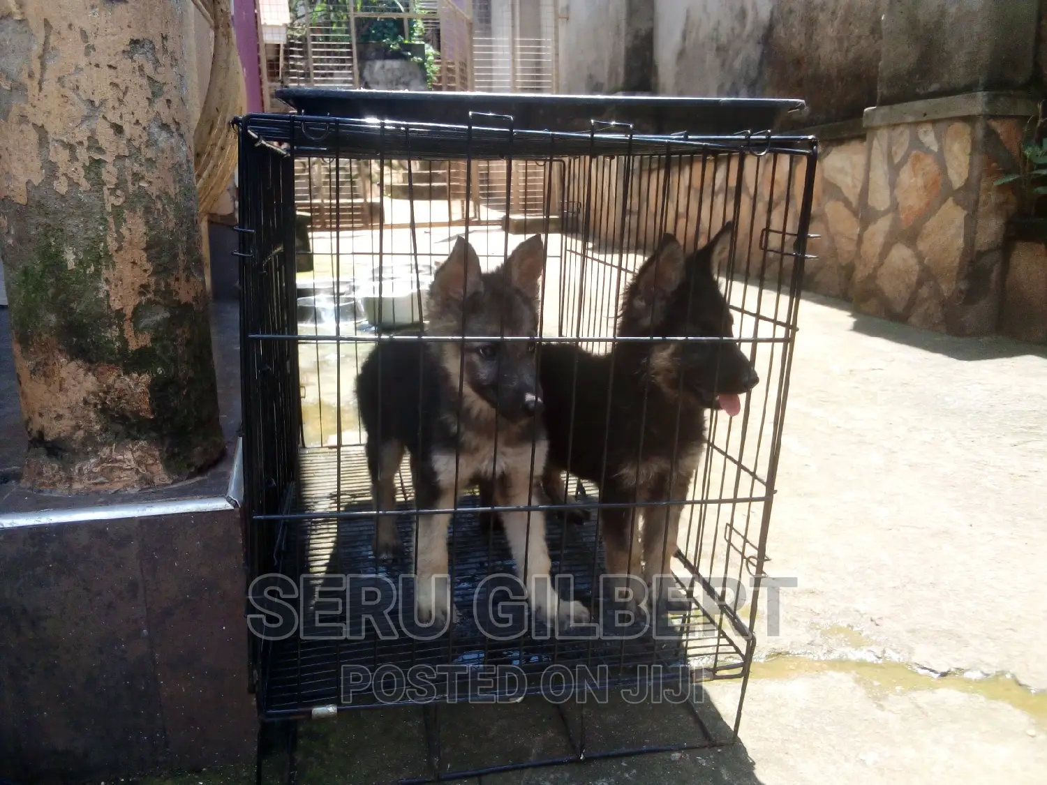 3-6 months Male Purebred German Shepherd