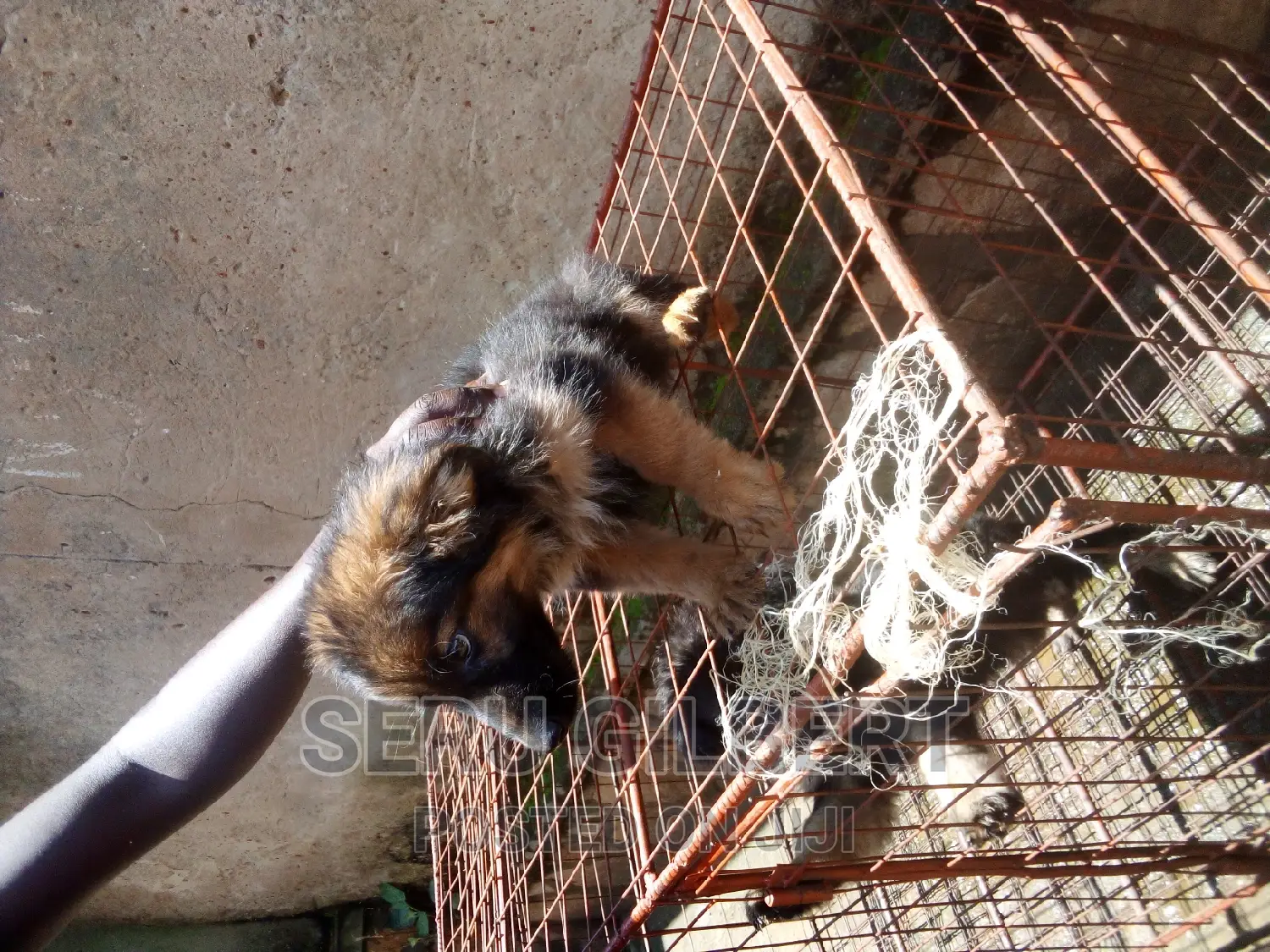 1-3 months Male Purebred German Shepherd
