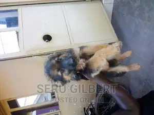 1-3 months Male Purebred German Shepherd
