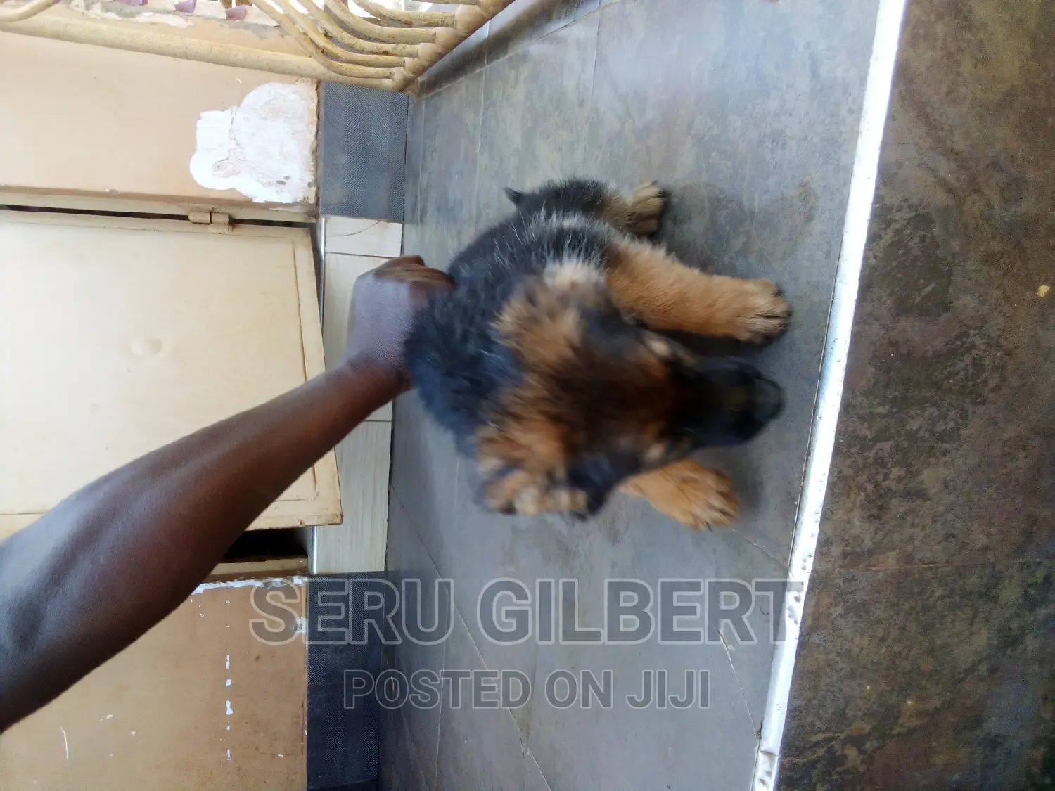 3-6 months Male Purebred German Shepherd