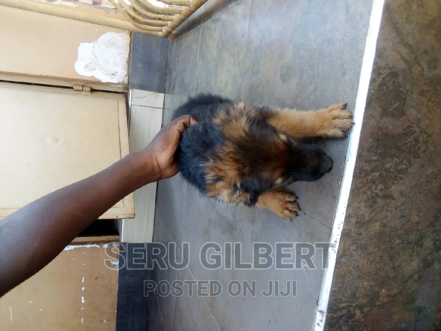 3-6 months Male Purebred German Shepherd