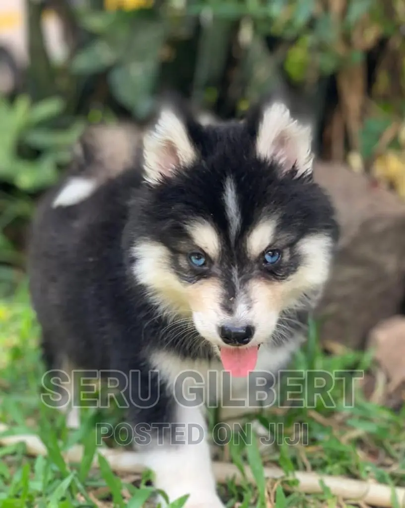 3-6 months Female Purebred Siberian Husky