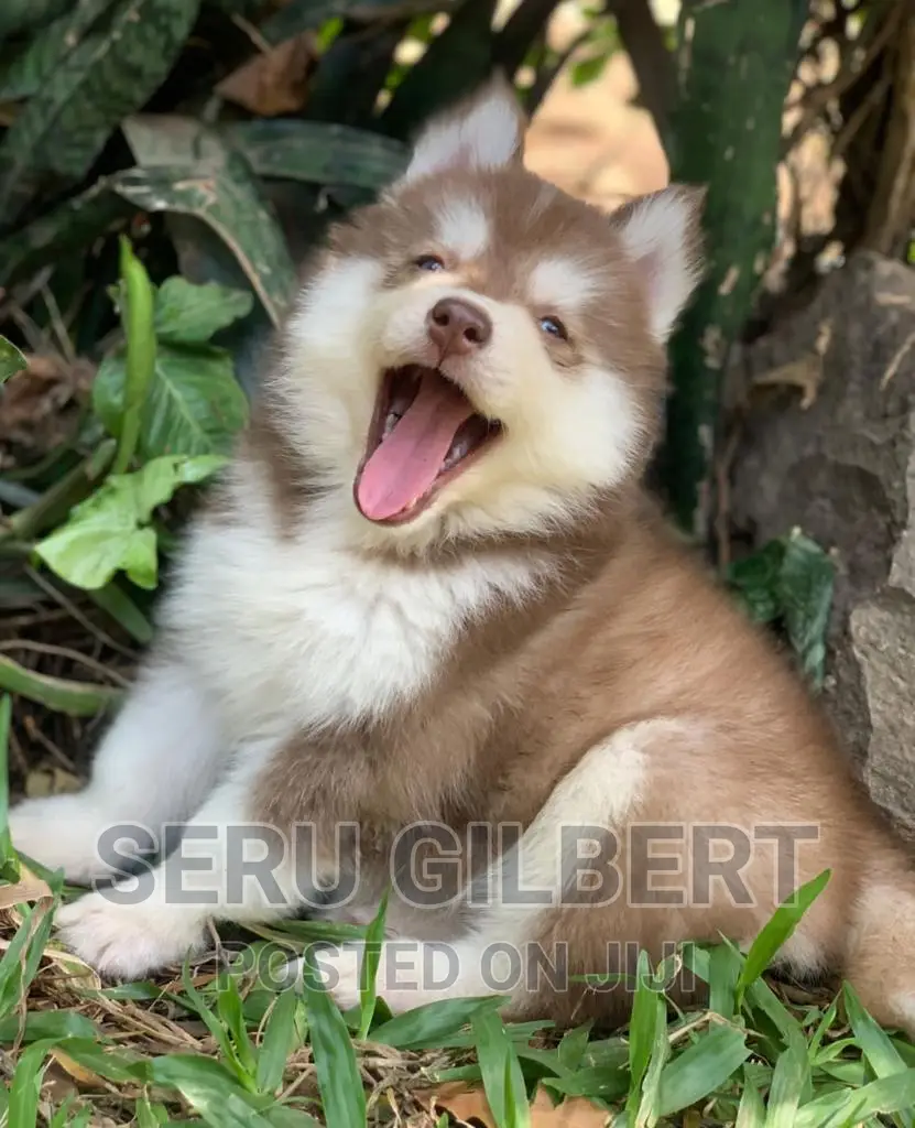 1-3 months Male Purebred Siberian Husky