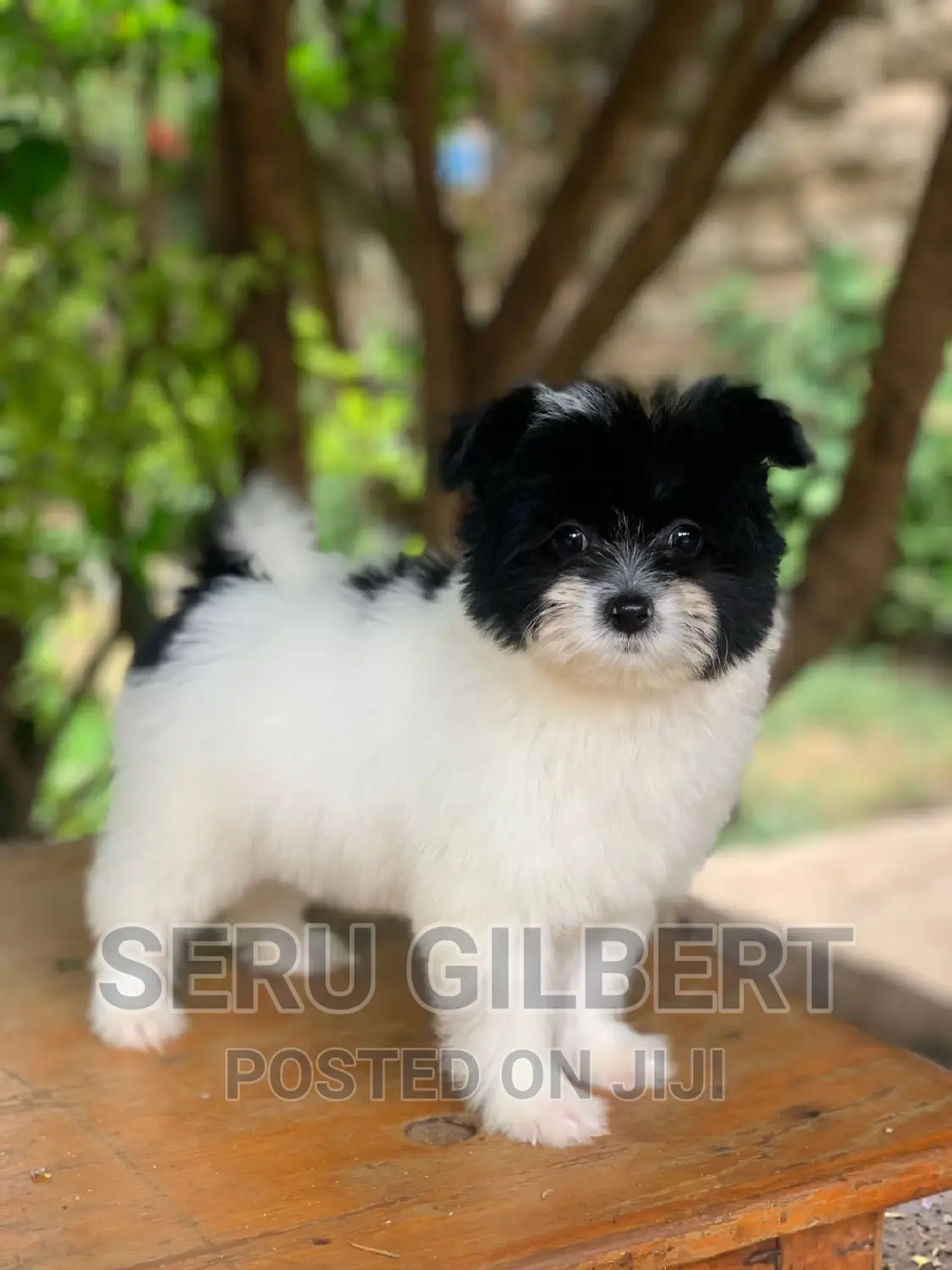 3-6 months Male Purebred Maltese