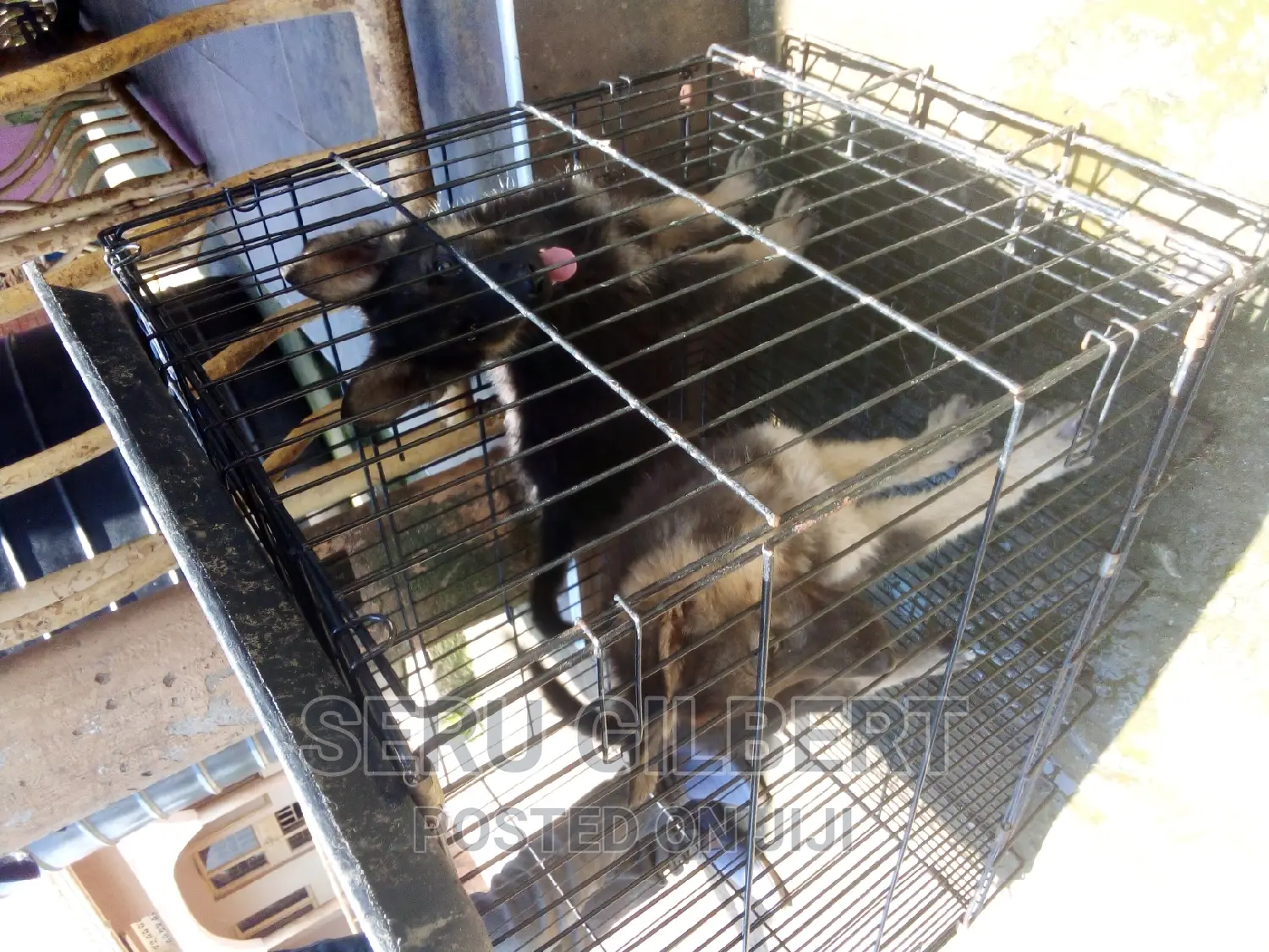 0-1 month Male Purebred German Shepherd