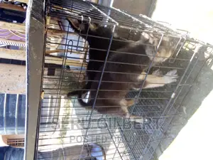 3-6 months Male Purebred German Shepherd