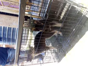 1-3 months Male Purebred German Shepherd