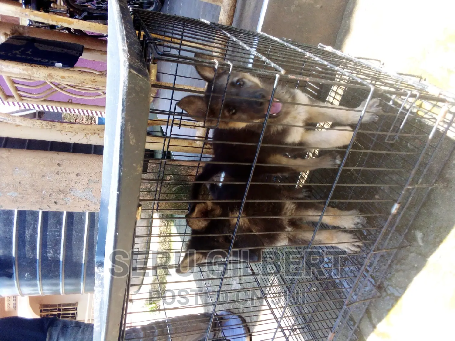 1-3 months Male Purebred German Shepherd