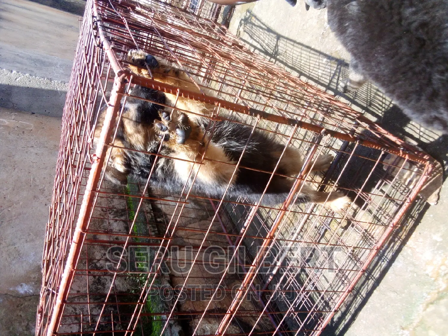 1-3 months Female Purebred German Shepherd