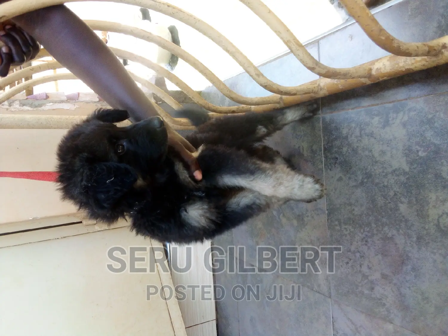 1-3 months Male Purebred German Shepherd