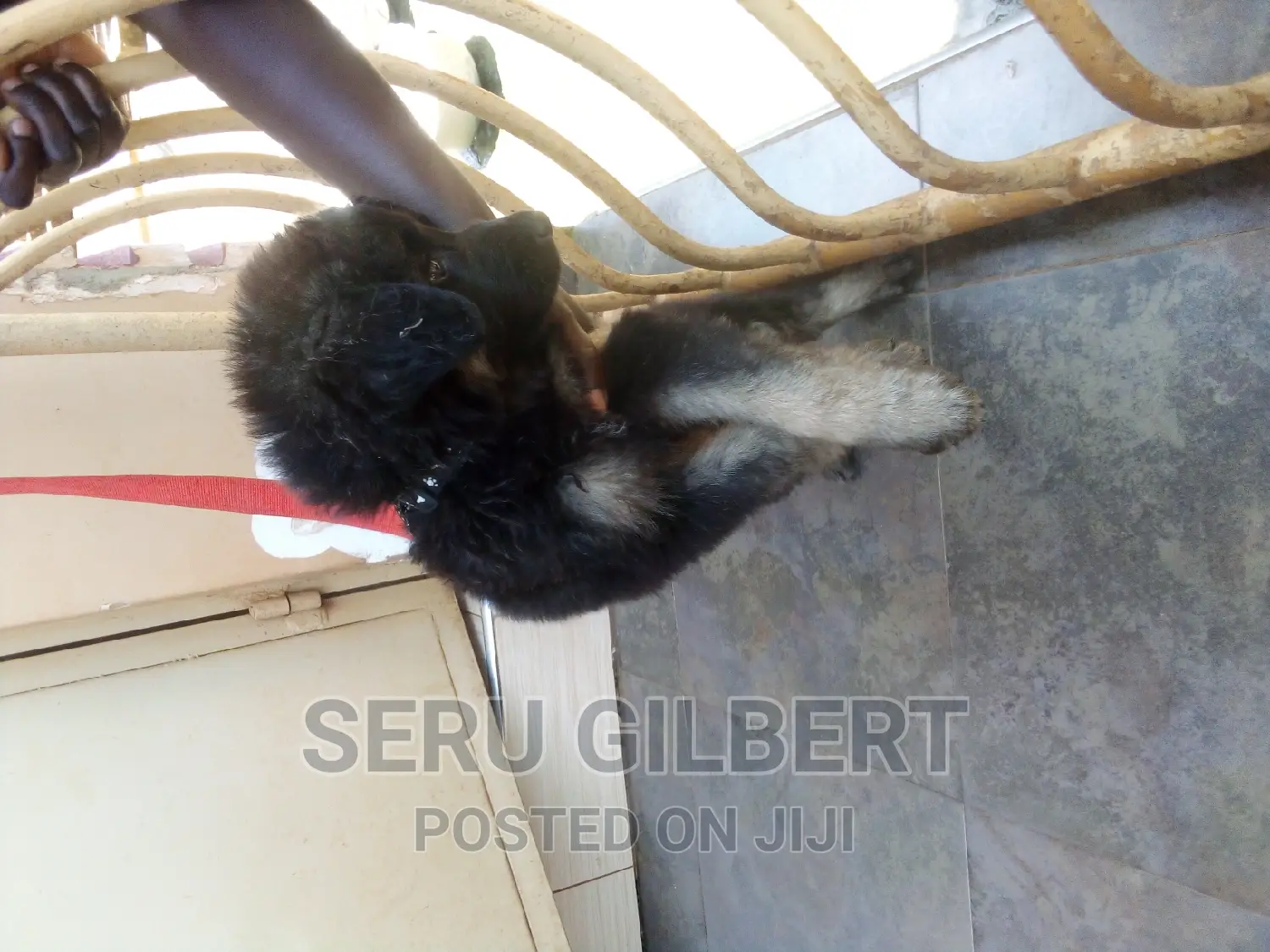 1-3 months Male Purebred German Shepherd