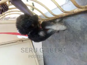 1-3 months Male Purebred German Shepherd