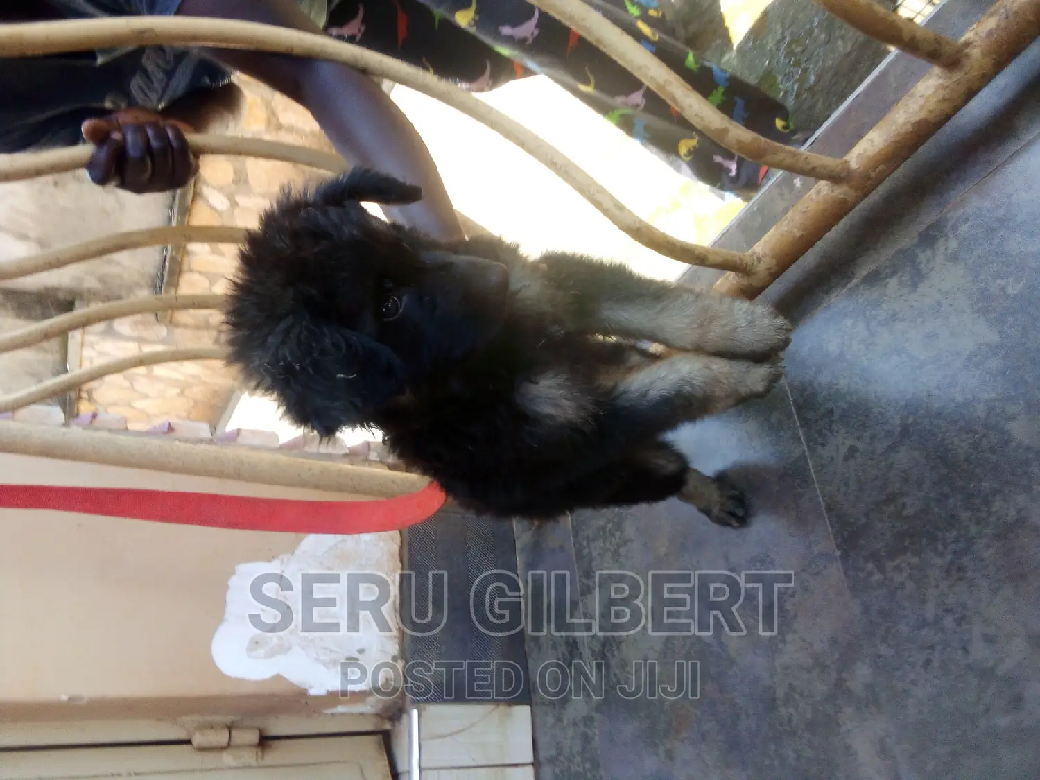 1-3 months Male Purebred German Shepherd