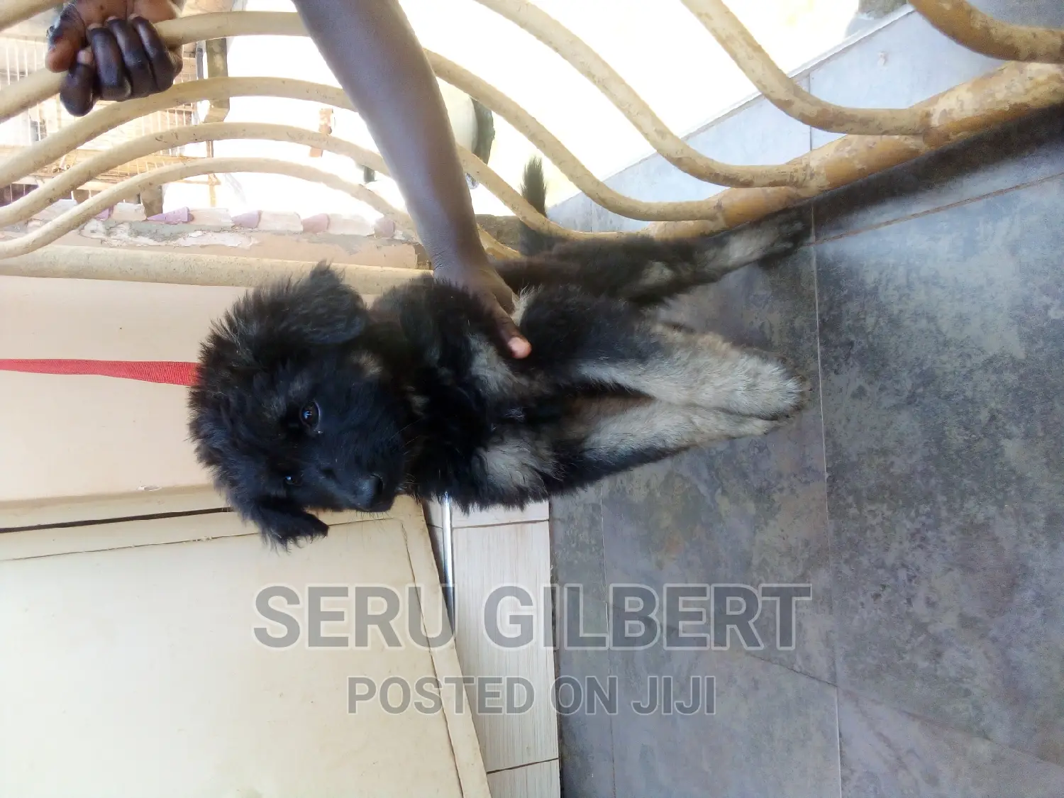 1-3 months Male Purebred German Shepherd