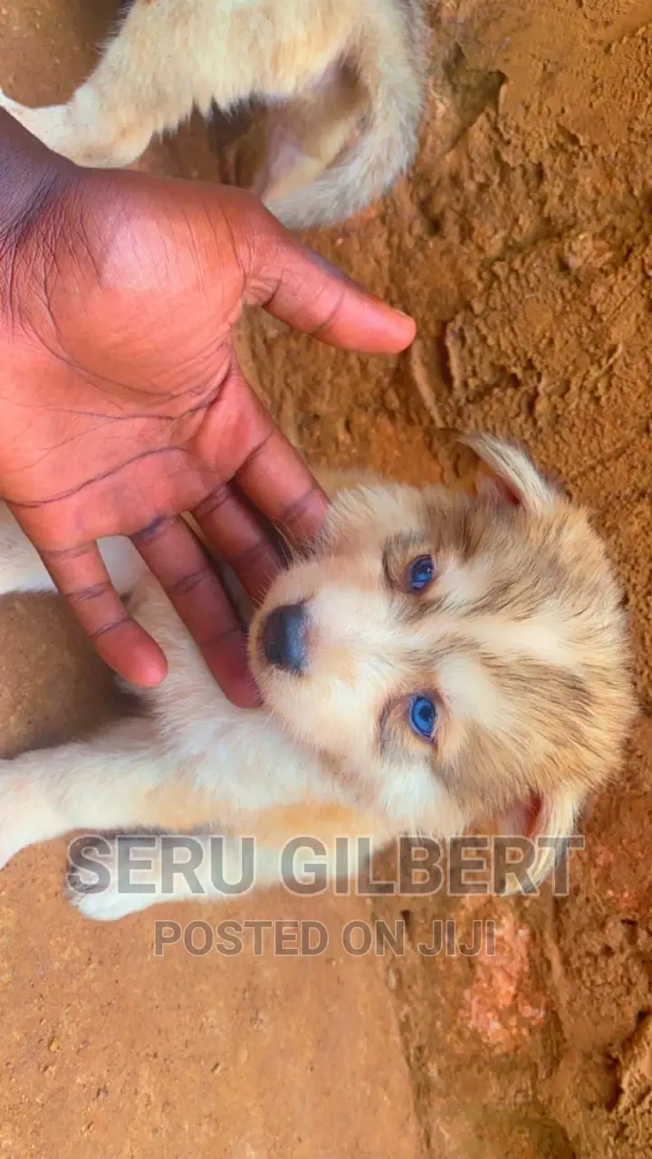 1-3 months Male Purebred Siberian Husky