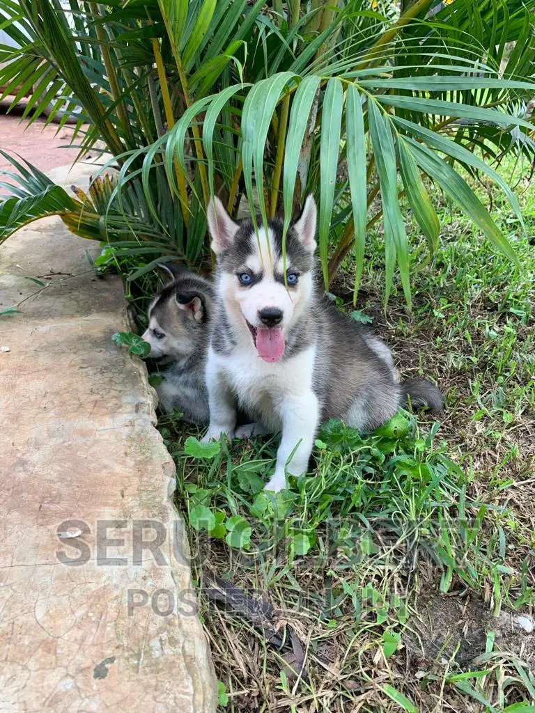 1-3 months Male Purebred Siberian Husky