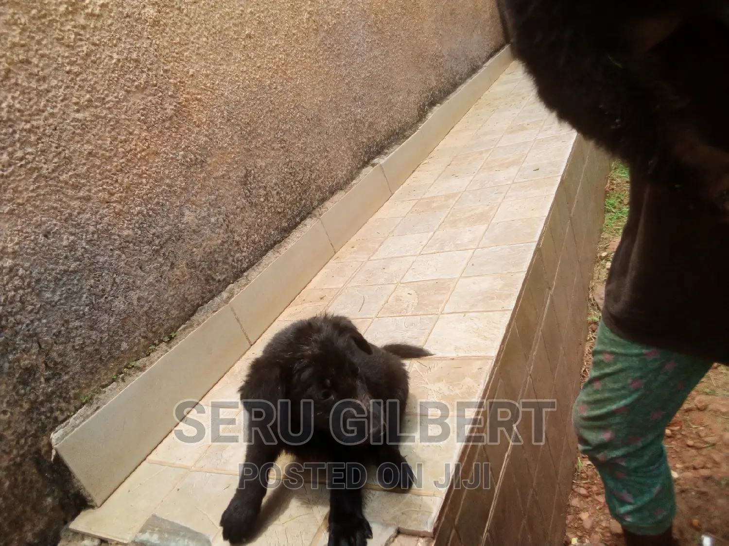 1-3 months Male Purebred German Shepherd