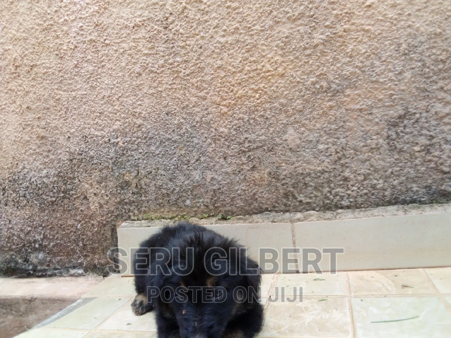 3-6 months Male Purebred German Shepherd