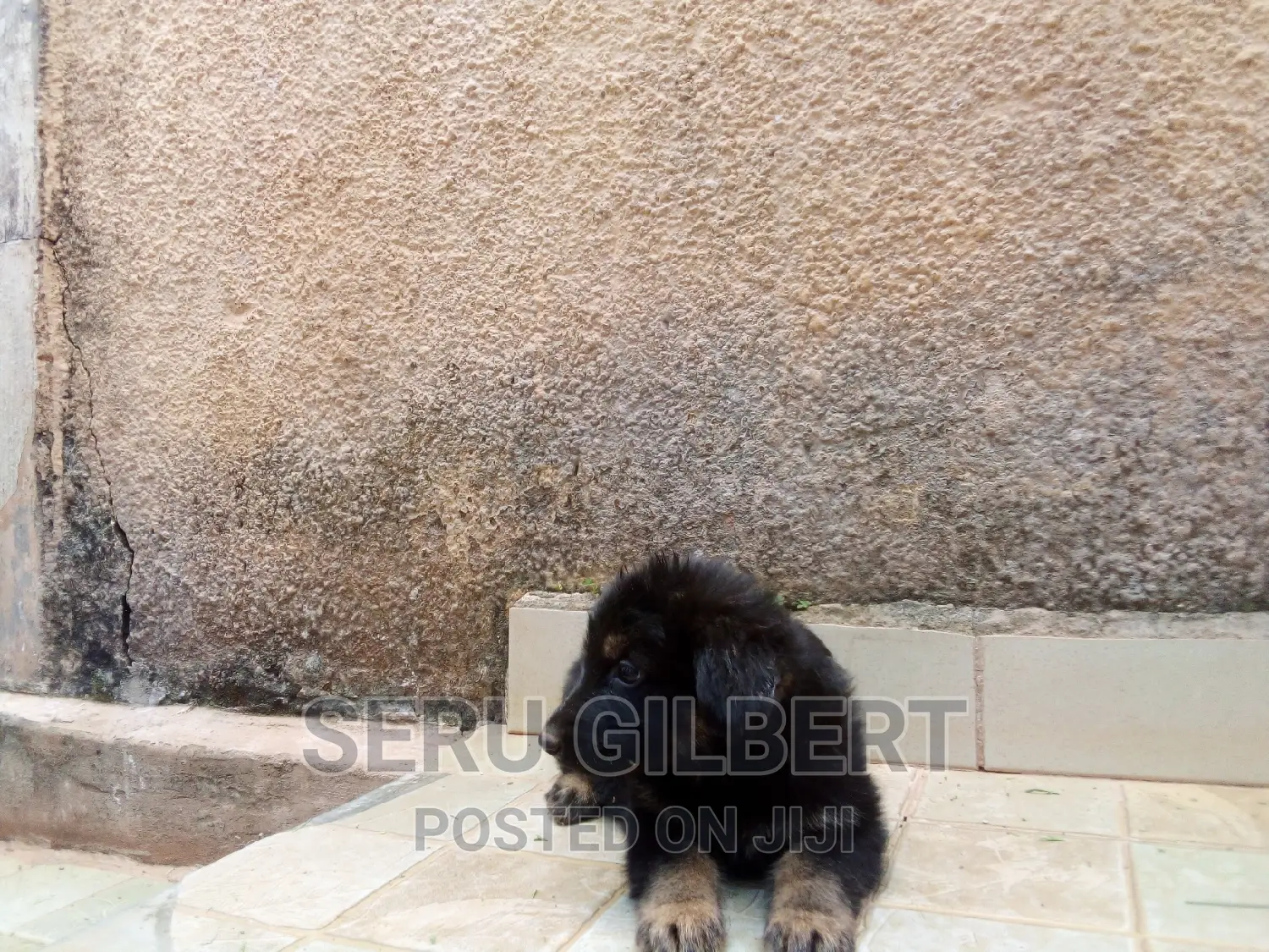 1-3 months Male Purebred German Shepherd