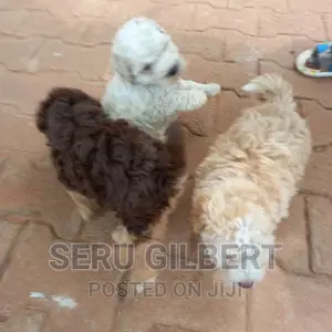 Photo - 0-1 month Male Purebred Maltese
