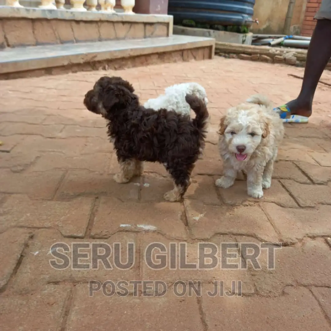0-1 month Male Purebred Maltese