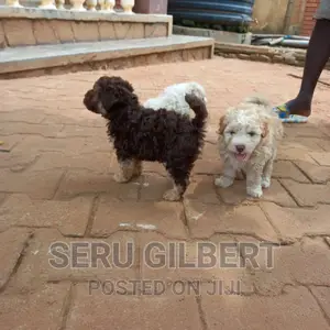 0-1 month Male Purebred Maltese