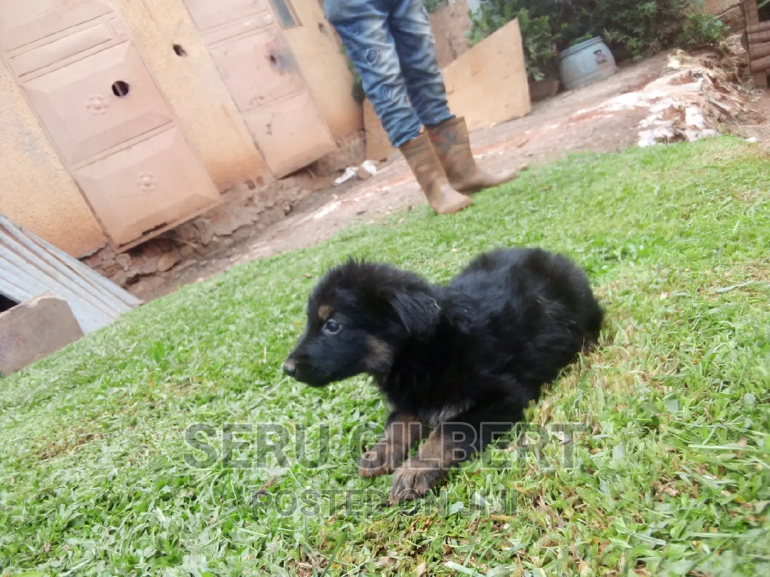 1-3 months Female Purebred German Shepherd