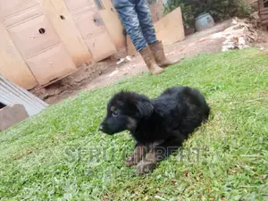 1-3 months Female Purebred German Shepherd