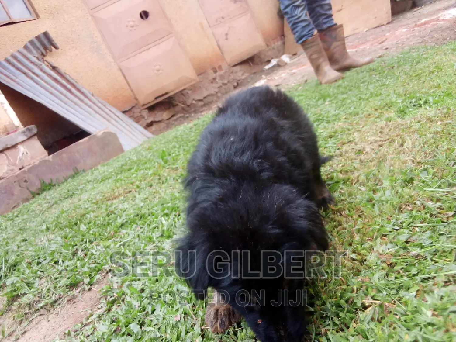 1-3 months Male Purebred German Shepherd