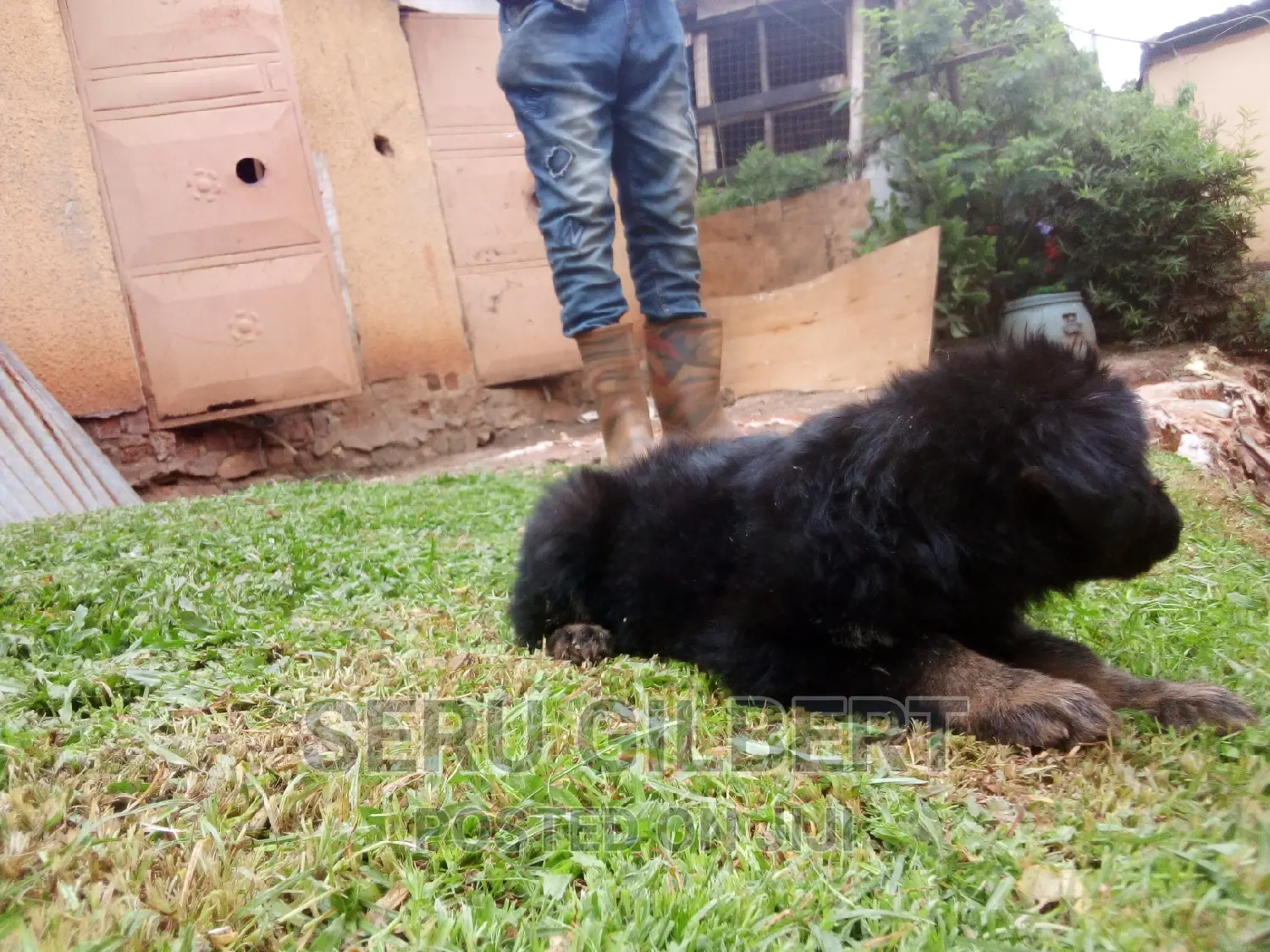 1-3 months Male Purebred German Shepherd