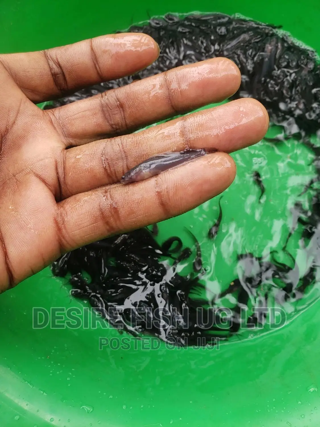 Catfish Fingerings