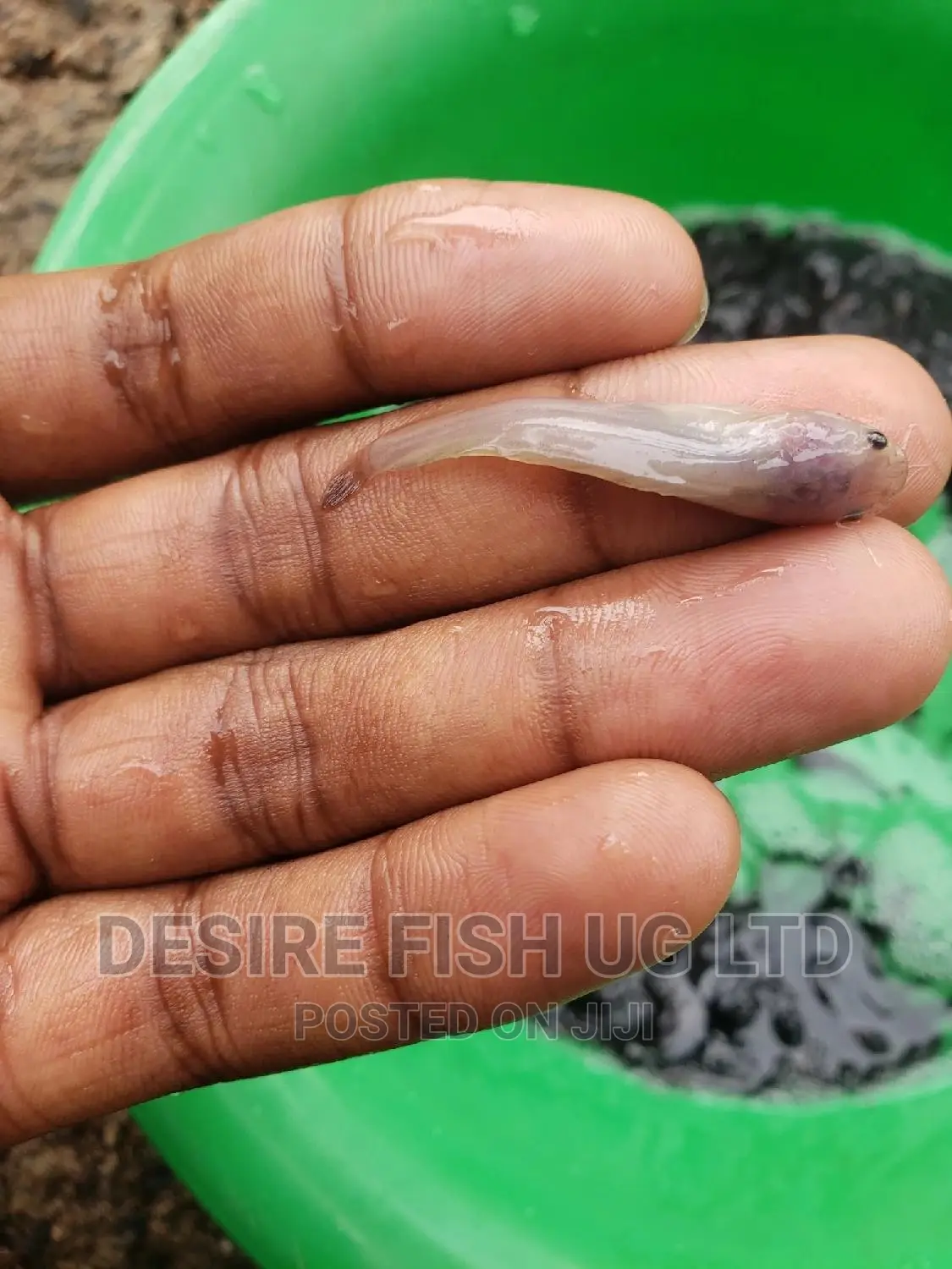 Catfish Fingerings