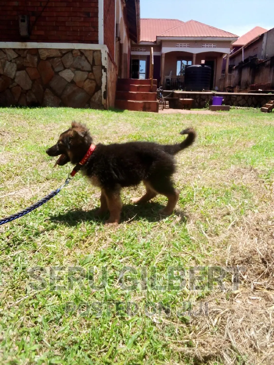 3-6 months Male Purebred German Shepherd