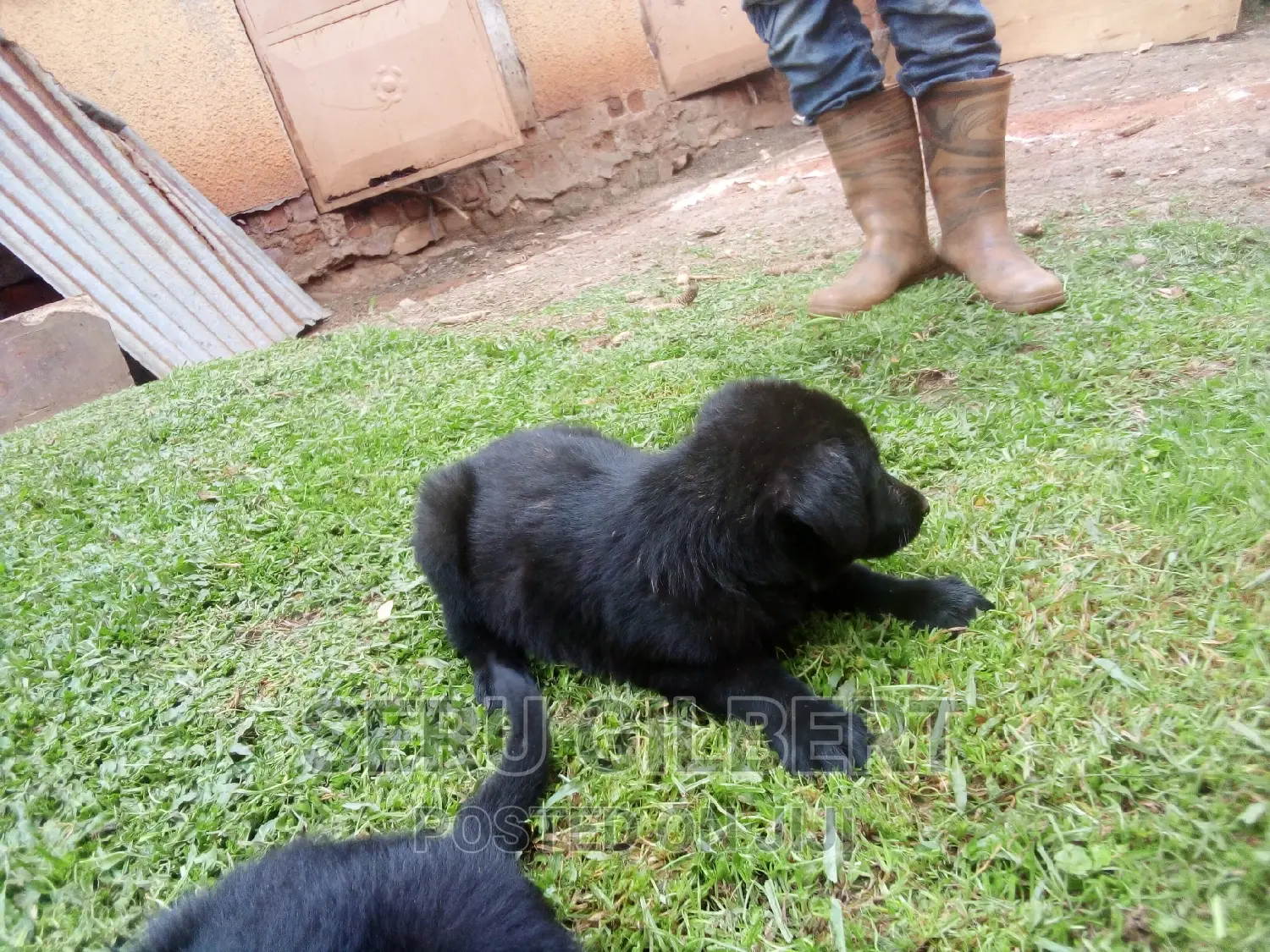 1-3 months Male Purebred German Shepherd