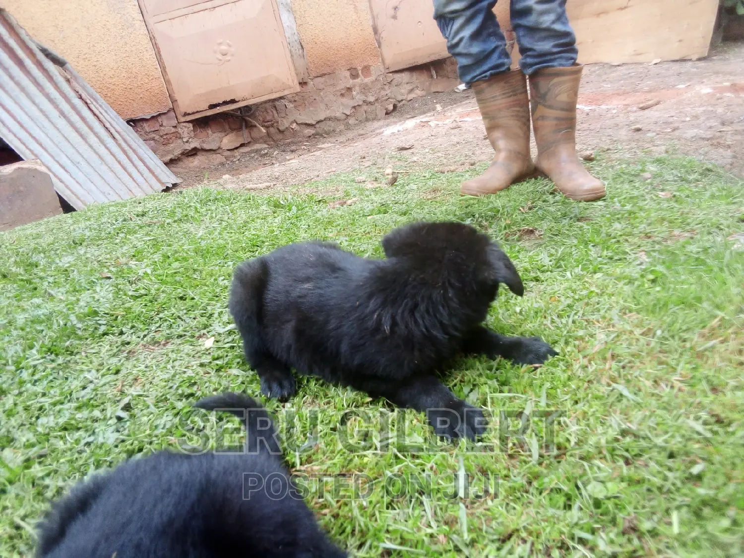 1-3 months Male Purebred German Shepherd