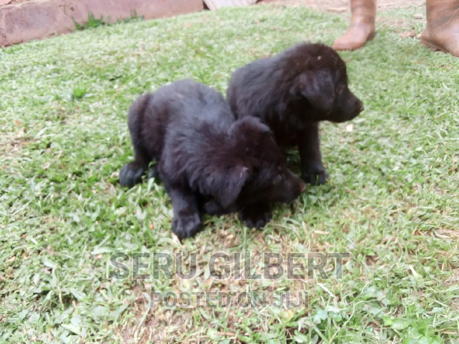 1-3 months Male Purebred German Shepherd