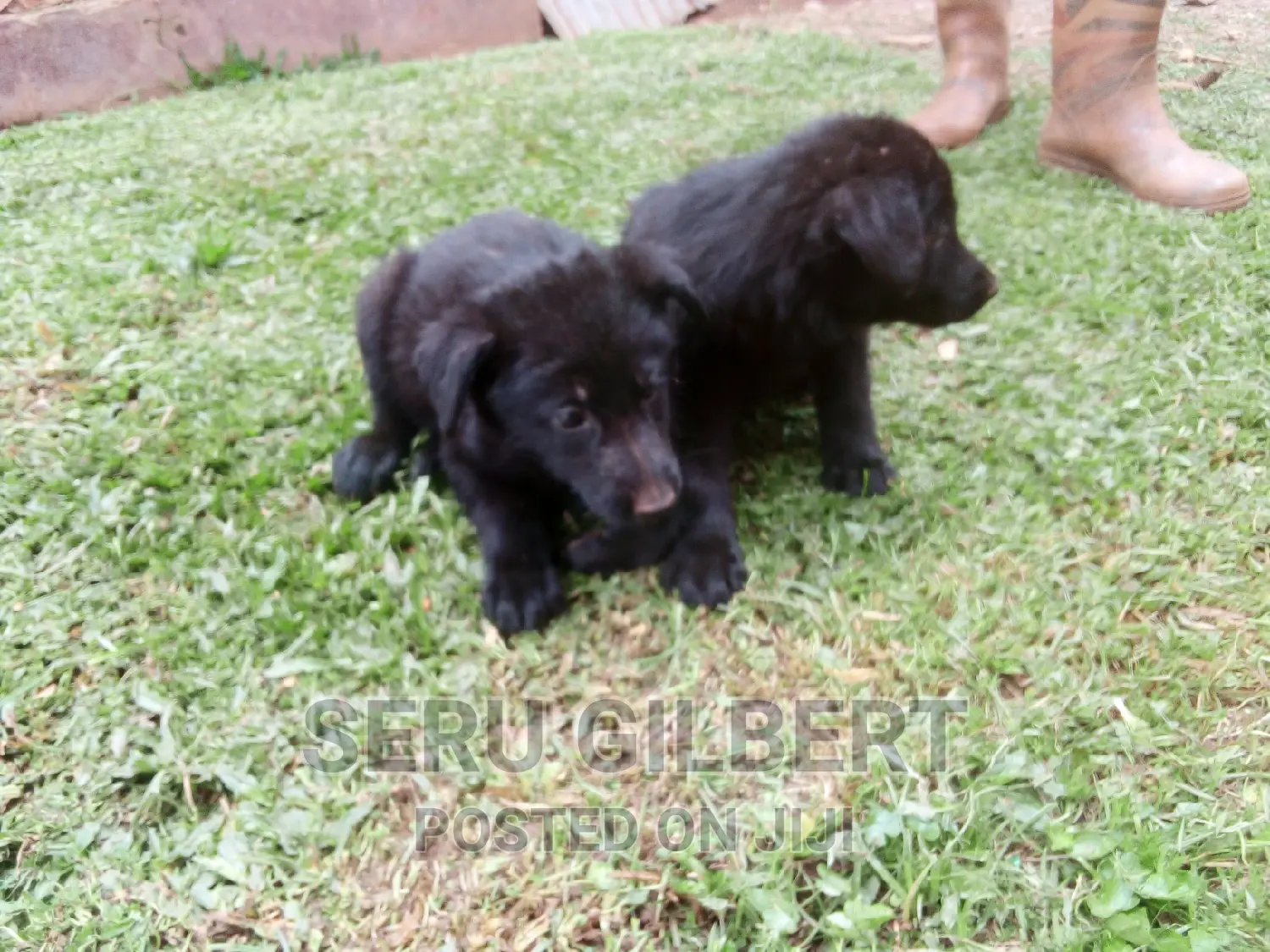 0-1 month Male Purebred German Shepherd