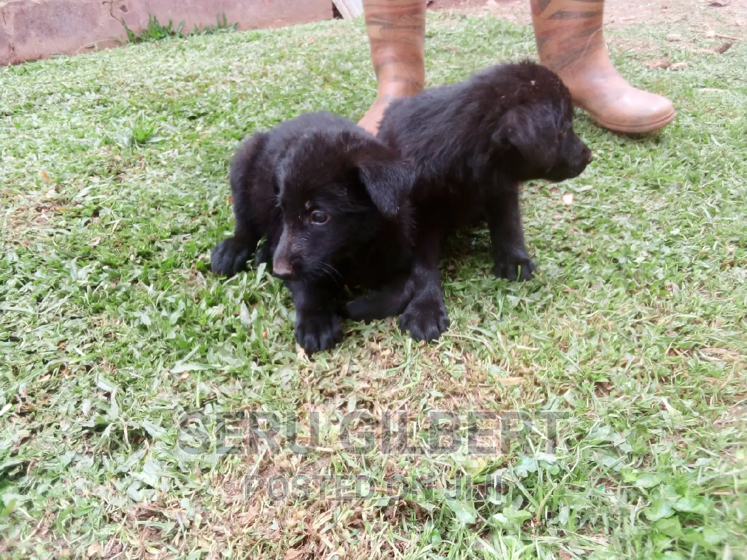 1-3 months Male Purebred German Shepherd