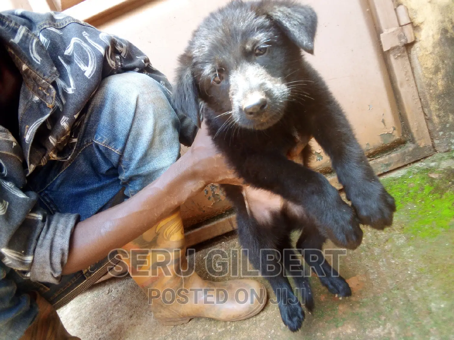 0-1 month Male Purebred German Shepherd