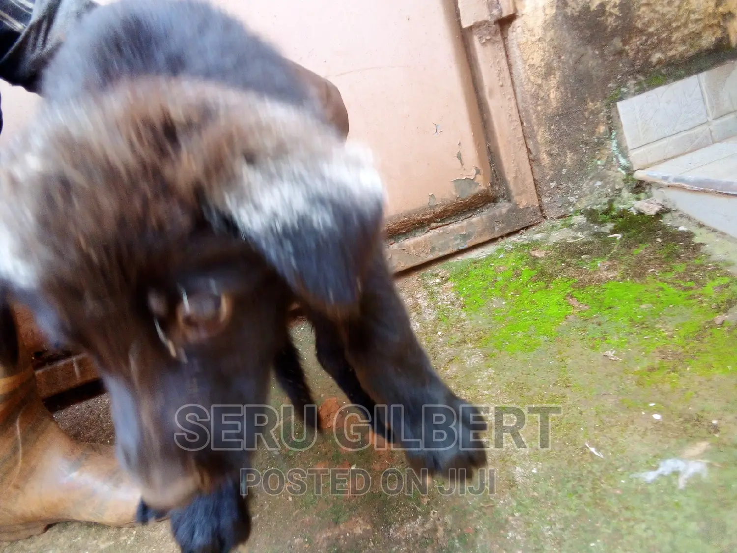 0-1 month Male Purebred German Shepherd