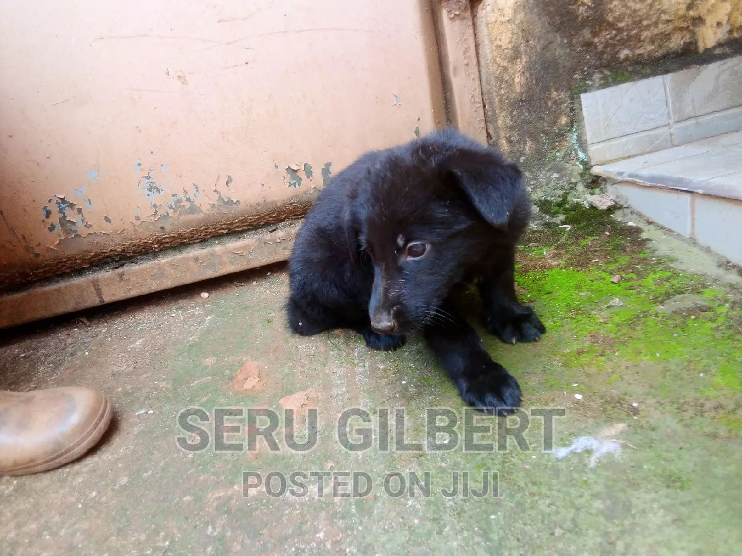 1-3 months Male Purebred German Shepherd