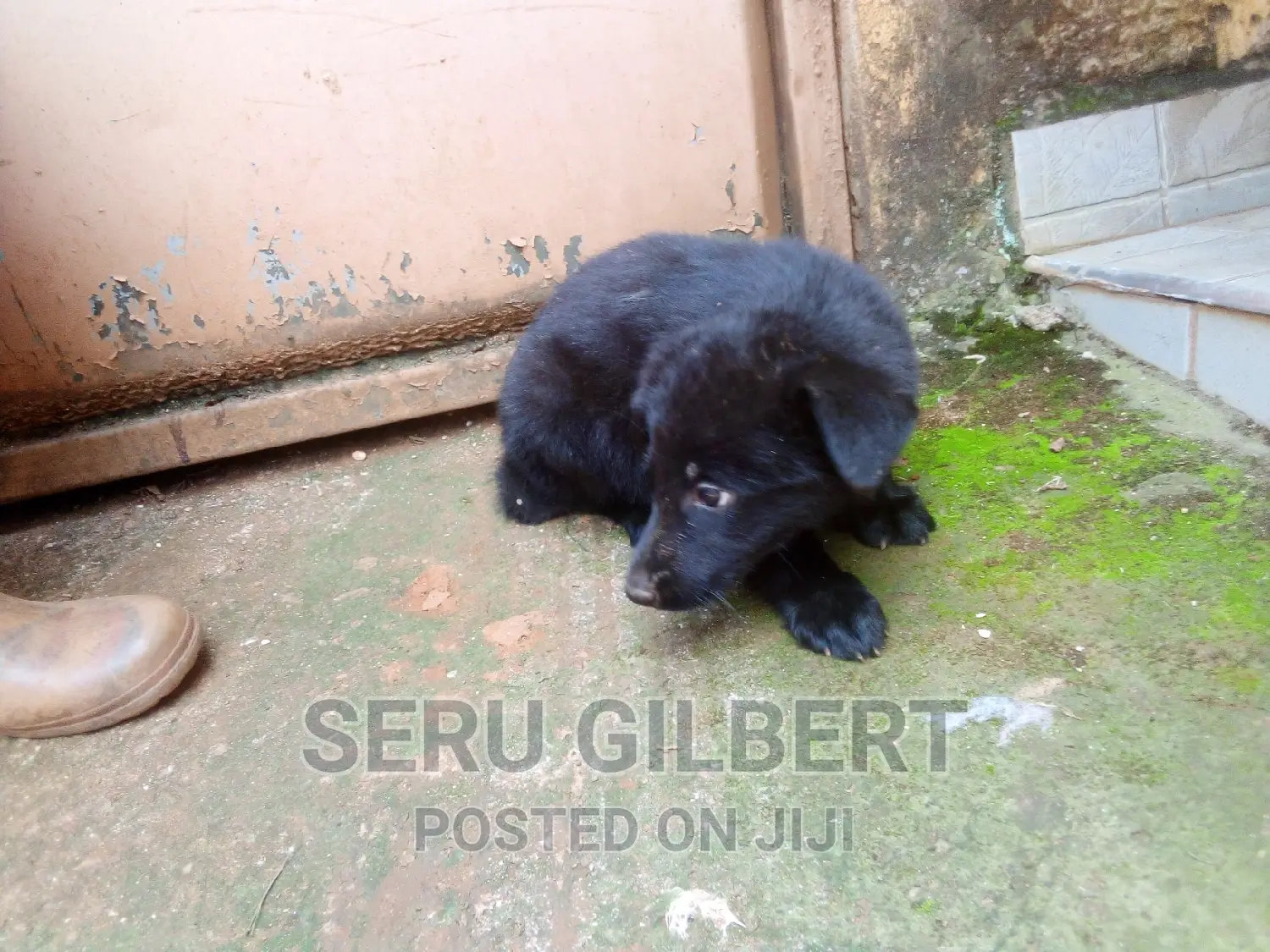 1-3 months Male Purebred German Shepherd