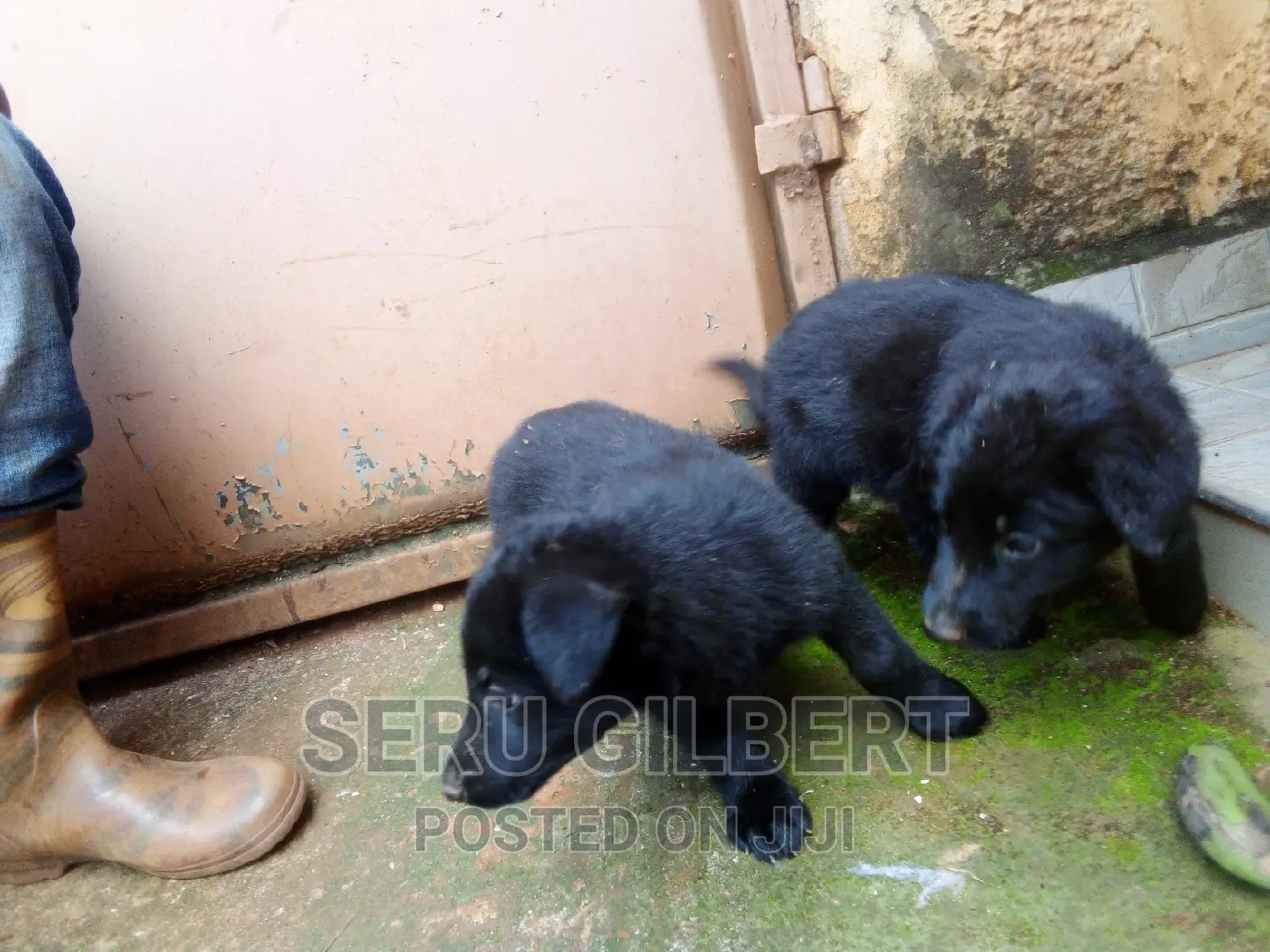 1-3 months Male Purebred German Shepherd
