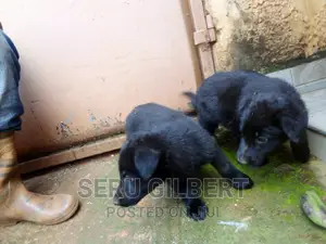 1-3 months Male Purebred German Shepherd