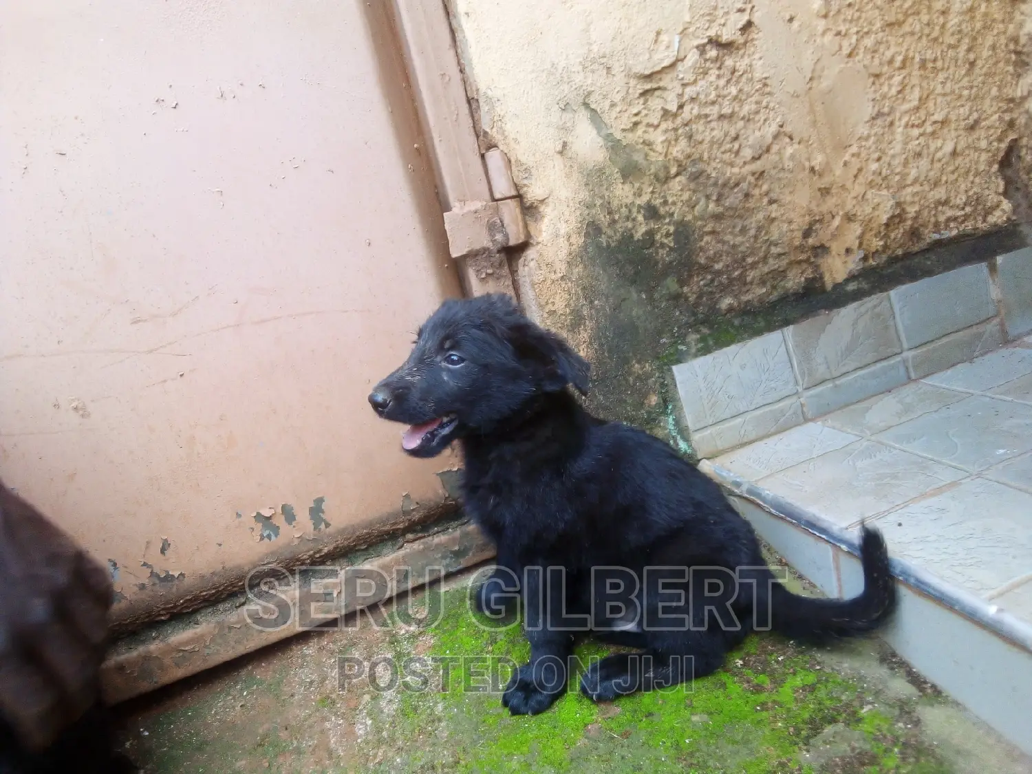 1-3 months Male Purebred German Shepherd